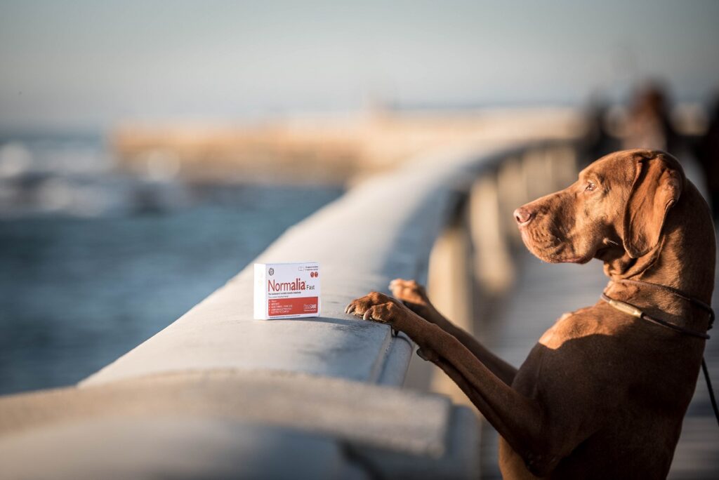 Una cane appoggiato a un parapetto e una confezione di Normalia®, prodotto di Innovet che aiuta in caso di problemi intestinali
