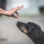 Un cane prende una pillola dal proprietario: ecco cosa fare se si presentano problemi intestinali nel cane e nel gatto