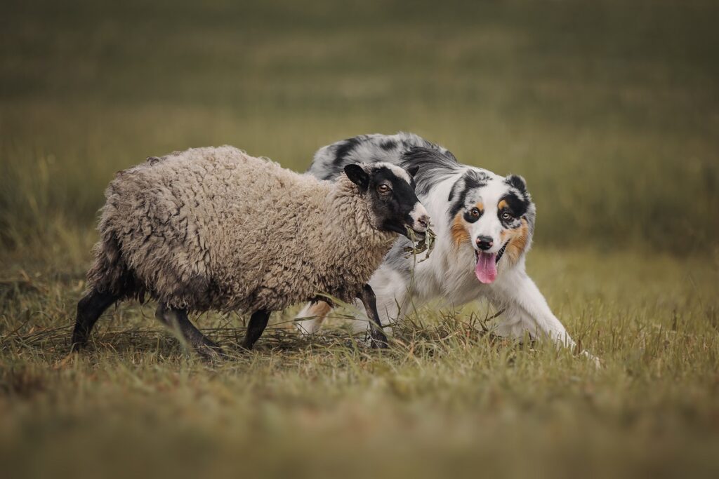 Un cane e una pecora in mezzo a un prato: il Rapporto Italia 2026 dell'Eurispes fotografa anche la scelta degli italiani verso un'alimentazione a base vegetale
