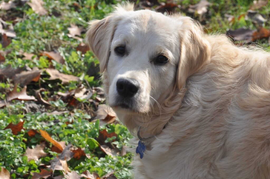 Un cane di grossa taglia in mezzo a un prato. Il rapporto tra italiani e animali è chiaro: la maggioranza chiede più tutela