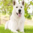 Il Cane Pastore Tedesco Bianco