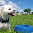 Quando un cane mangia poco: le cause dell'inappetenza