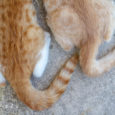 coda gatto significato