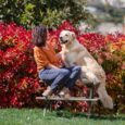 Gli antiparassitari per animali vanno scelti con cura per proteggere al meglio i nostri amici a quattro zampe