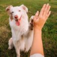 Un cane gioca con il suo proprietario in un prato verde