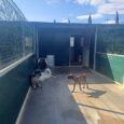 Alcuni cani nella struttura del Parco canile di Lajatico