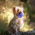 Un cane con un gioco in bocca: anche gli animali vanno tutelati con il riciclo della plastica