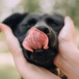 Cibo per cani e gatti: un cane si lecca i baffi mentre il suo proprietario gli tiene la testa tra le mani