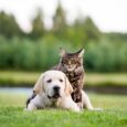 Un cane e un gatto giocano in un prato: come intervenire in caso di problemi intestinali nei pet