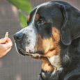Un proprietario dà da mangiare al proprio cane