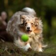 Un cane che rincorre una pallina su un prato: mantenere le articolazioni sane del cane è importante, in particolare quando è adulto e sportivo