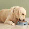 Un cane mangia dalla ciotola: le intolleranze alimentari nel cane spesso sono sottovalutate