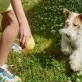 Un proprietario gioca sull'erba lanciando una pallina al suo cane: gli integratori naturali per cani sono un supporto per il loro benessere