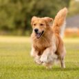 Cane che corre sul prato: gli integratori naturali per cani sono un supporto per il loro benessere
