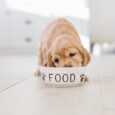 Un cane mangia nella ciotola: le intolleranze alimentari nel cane sono spesso sottovalutate o confuse