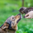 Un cane annusa un micio tenuto in mano da un umano all'aperto: in primavera è importante fare attenzione agli allergeni per mantenere in salute la cute di cani e gatti